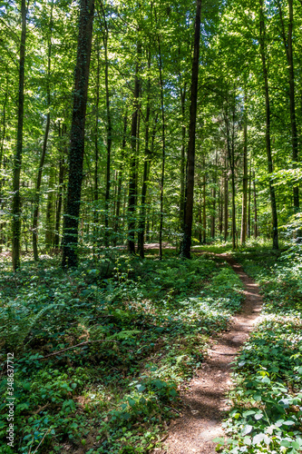 Weg durch den Wald im Fr  hjahr