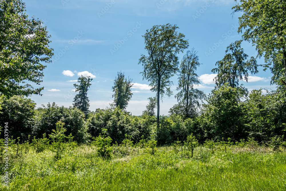 Wiederaufforstung im Mischwald