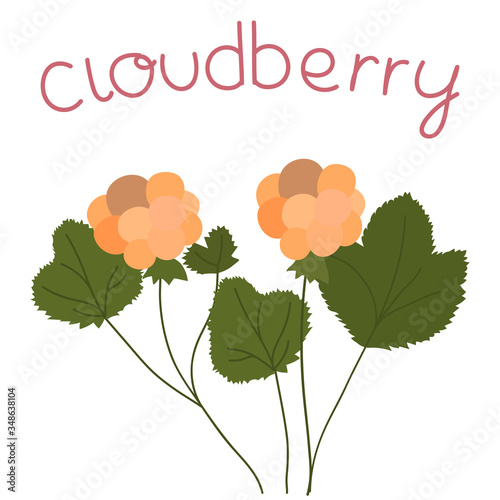  Hand-drawn card design with branch of cloudberries on the white background .Cute hand drawn vector illustration.