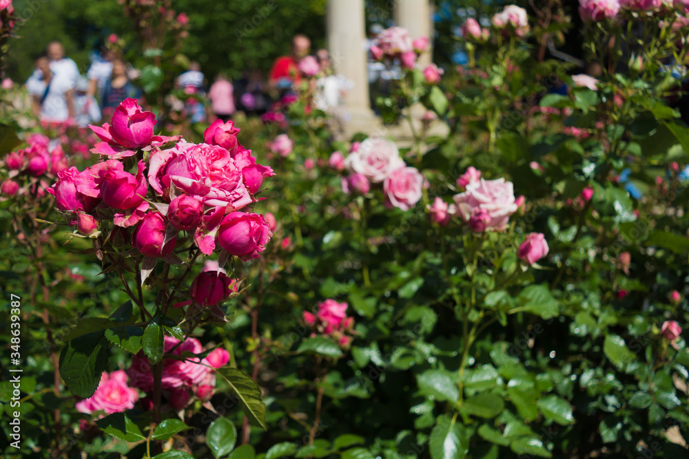 Rose roses garden