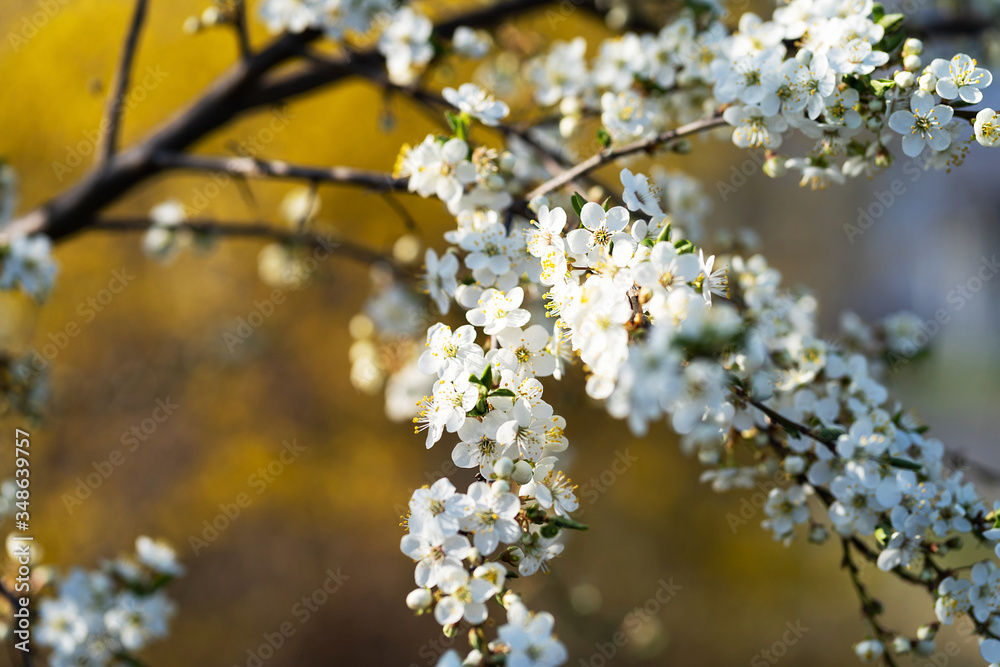 Obraz premium Nature in spring. Ecological problems. 