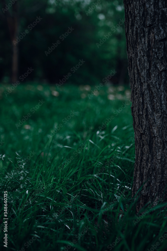 Mystical forest landscape with old tree on a background of green vegetation.