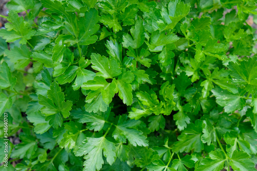 Close-up of fresh green leaf parsley - Petroselinum crispum