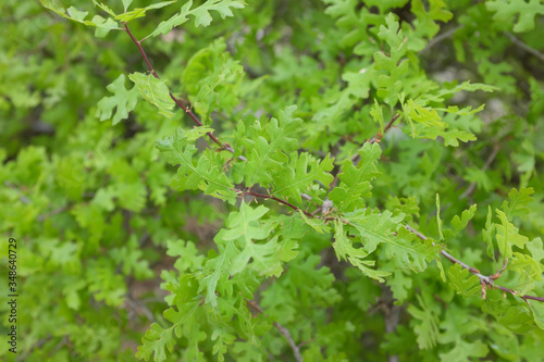 Quercus garryana, 2020