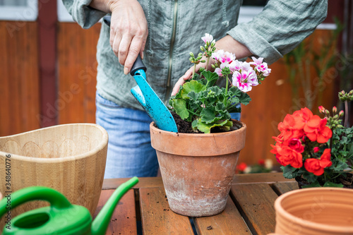 Woman planting geranium flowers into terracotta flowerpot photo