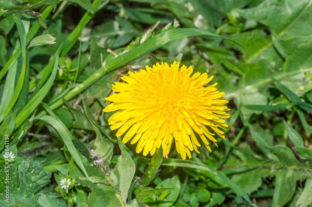 Close-up Macro of Yellow flower of Spiny Sow Thistle. Close-up Macro of Yellow flower of Spiny Sow Thistle.