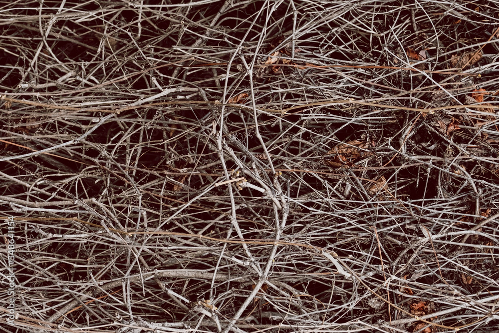 Large number of dry branches of wild grapes on the wall. Pattern autumn concept. Spiderweb of branches. Waiting for summer. Ecological problem concept. 