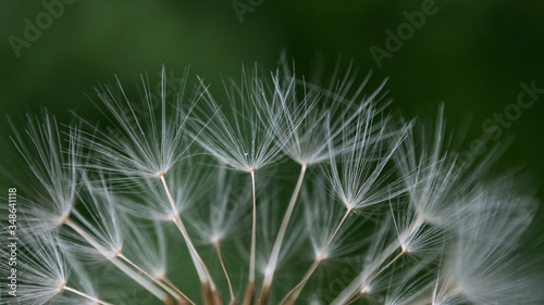 Pusteblume