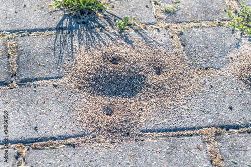 Small anthill made by ants on the sidewalk. photo
