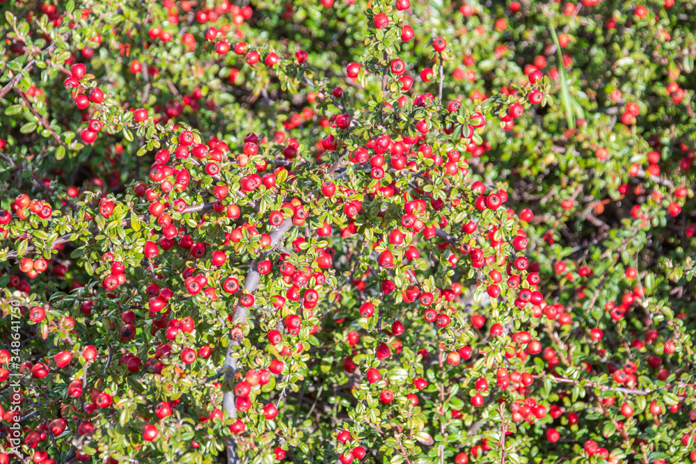 View on branches with red berries.