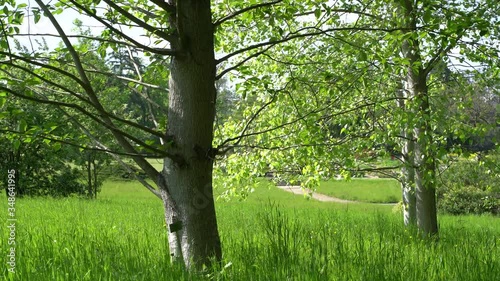 Leaves on a tree and long grass blades moving gently in a light spring breeze in a park landscape