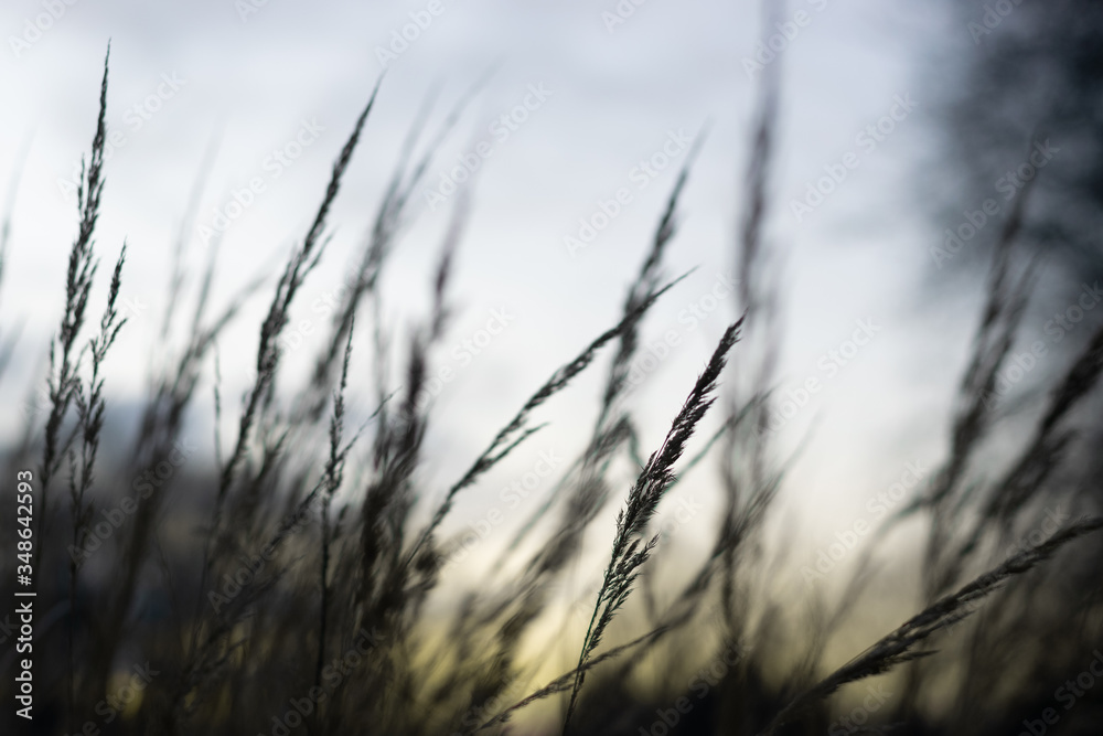 Gras am Abend Gras am Abend