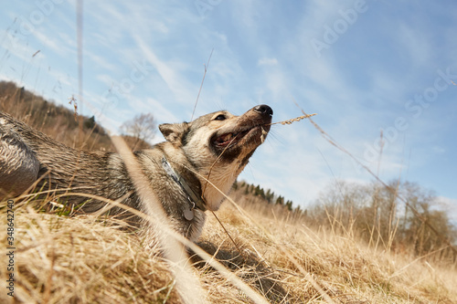 A puppy dog playing in a high and dry spring grass