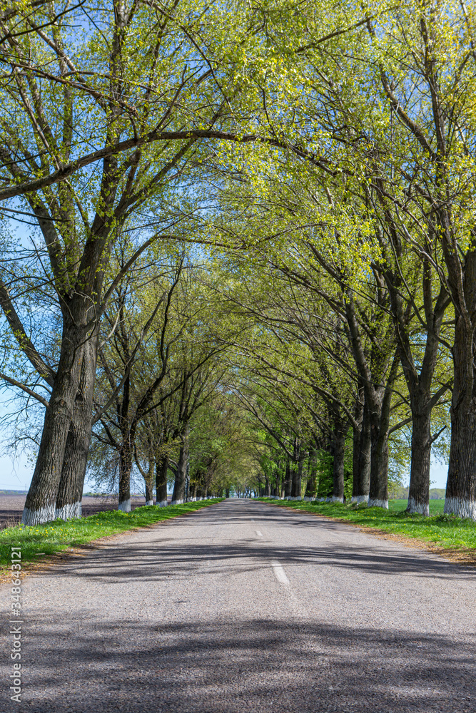 Fototapeta premium Spring road between trees