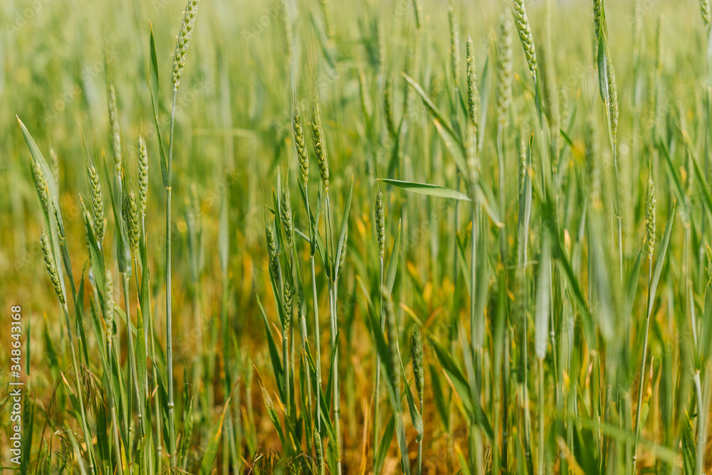 green and fresh organic sprouts ,spikelets of wheat in field