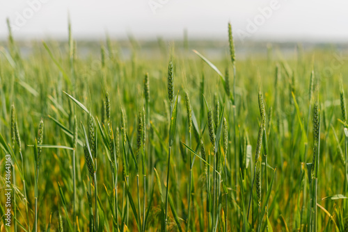 green and fresh organic sprouts ,spikelets of wheat in field