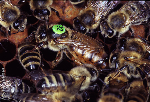 Queen bee, Bee, Queen, Thuringia, Germany, Europe © Klaus Nowottnick