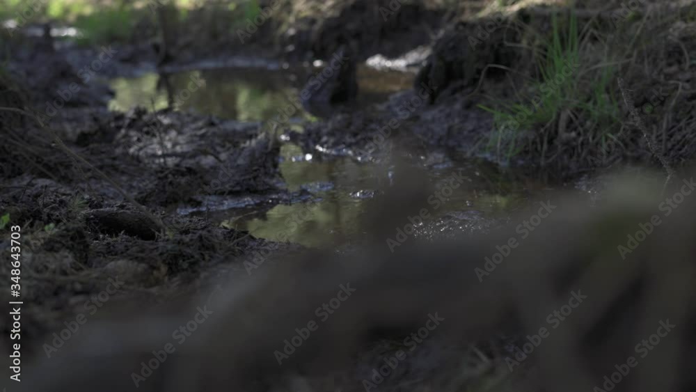 Mud pond in the forest, used by wild animals to cool down an get ride of the parasites. Sunny summer day in the woods, Poland. Mud pond in the forest, used by wild animals to cool down an get ride of the parasites. Sunny summer day in the woods, Poland.