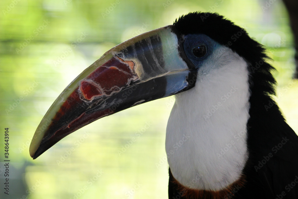 Tucán de la especie Ramphastos cuvieri. También llamado Tucán de Cuvier Tucán de la especie Ramphastos cuvieri. También llamado Tucán de Cuvier