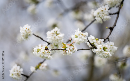 Blooming fruit trees in spring