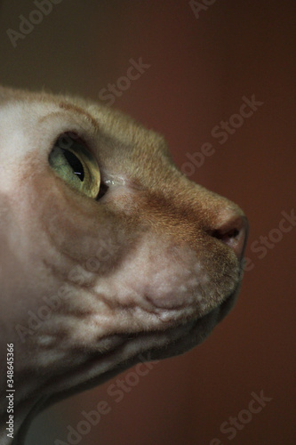 Wallpaper Mural cats Torontodigital.ca