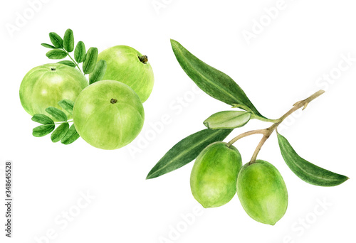 Wallpaper Mural Closeup indian gooseberry fruits amla with leaf and olive set watercolor illustration isolated on white background Torontodigital.ca