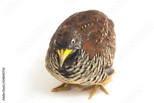 A female  barred buttonquail or common bustard-quail (Turnix suscitator) isolated on white background photo