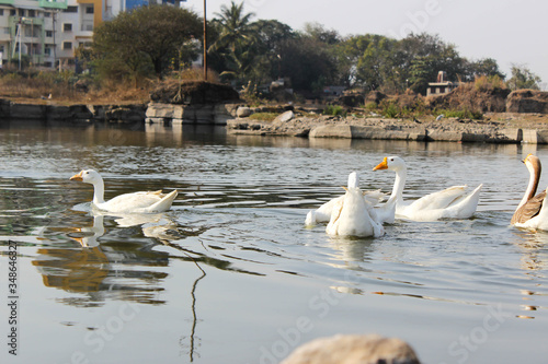 white swan and a lake