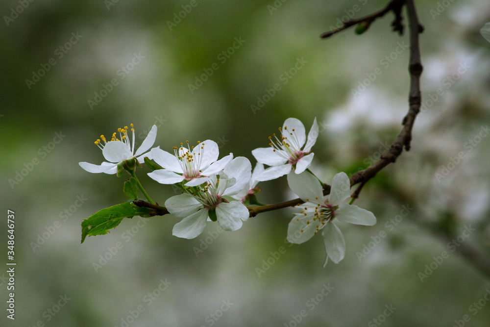 Obraz premium cherry blossoms