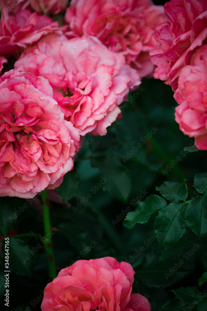 Obraz premium pink rose