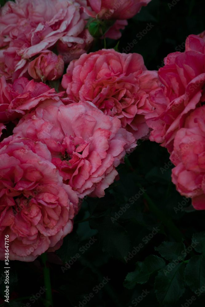 Obraz premium pink rose
