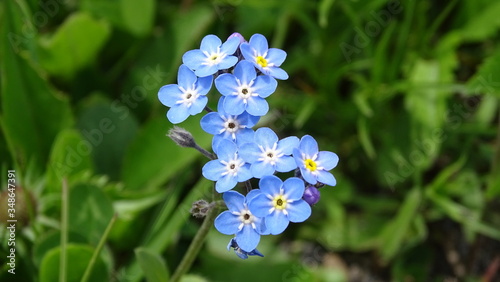 Alpen-Vergissmeinnicht