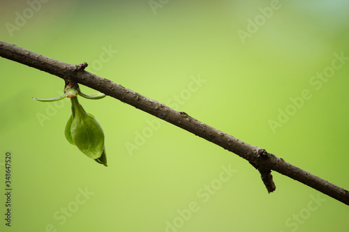 foliage blooms