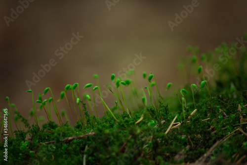 forest moss