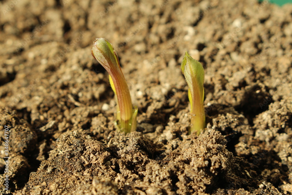 Fototapeta premium Decorative dahlia seeds freshly sprout in the fertilized soil in April