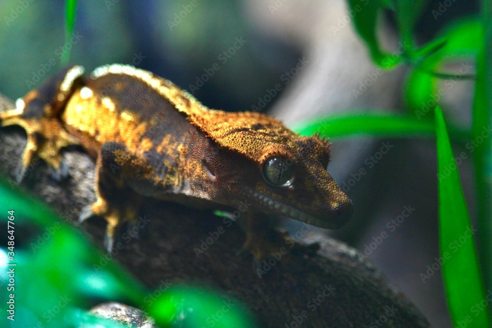 Naklejka premium Kronengecko