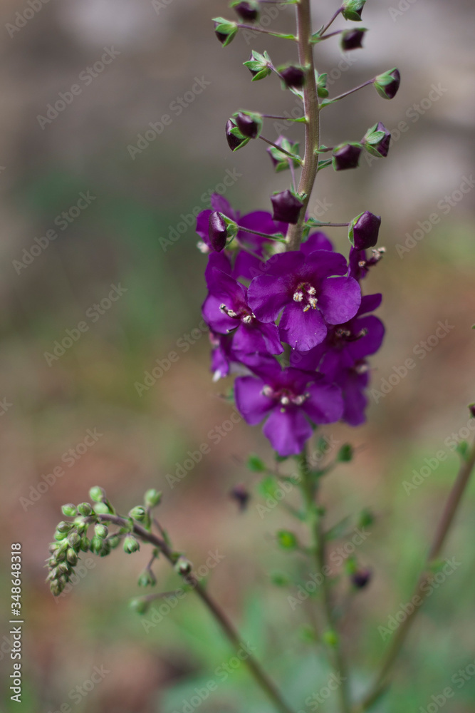 Obraz premium purple flowers in the garden