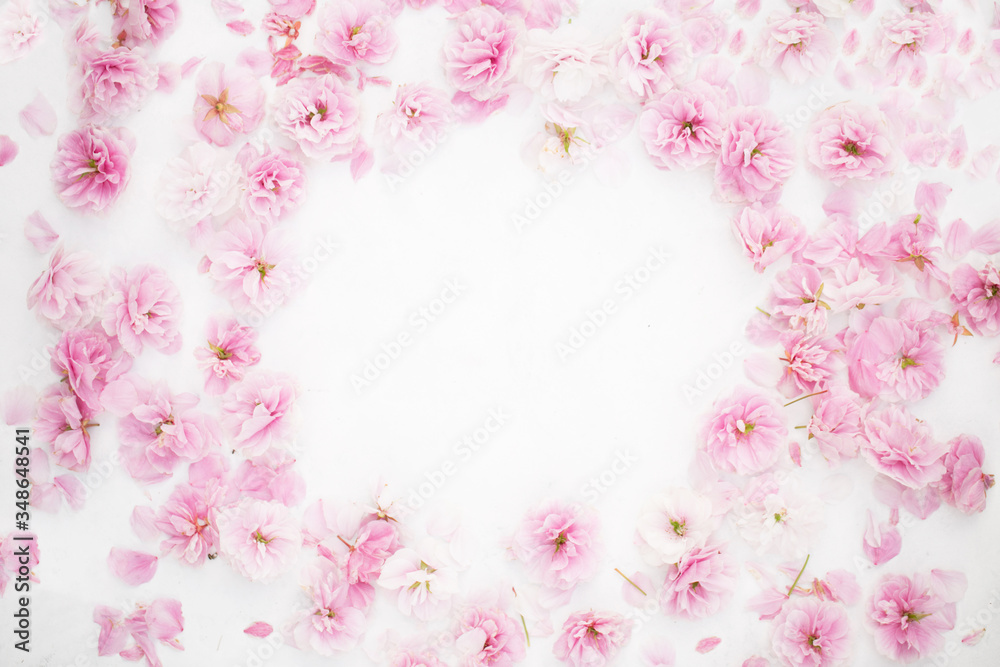 Beautiful sakura petals cherry blossom on the white background outer space for test place Beautiful sakura petals cherry blossom on the white background outer space for test place