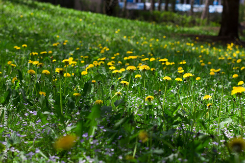 dandelions in the meadow