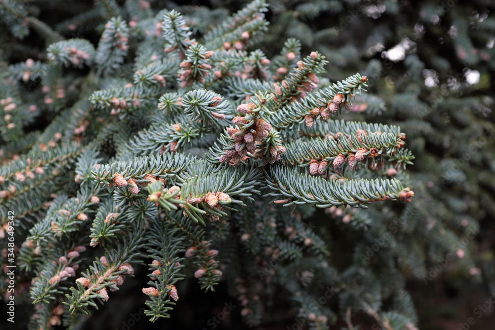 Abies pinsapo (Spanish fir), 2020