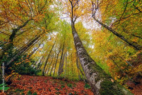 The most beautiful colors of autumn in Yedigöller National Park photo