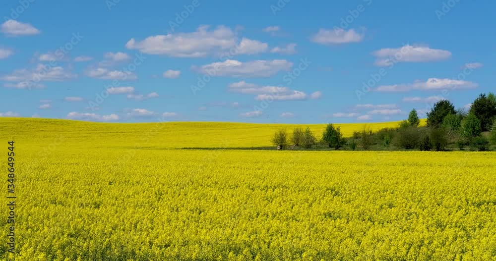 Field of beautiful springtime golden flower of rapeseed on blue sky background Field of beautiful springtime golden flower of rapeseed on blue sky background