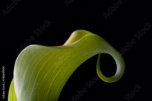elegante grüne calla aronstab blüte vor schwarzem hintergrund freigestellt 