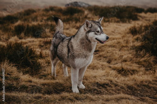 Lone husky dog on mountain © Lucas