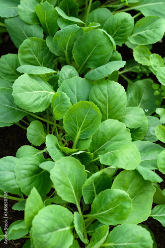 Young seedlings of cabbage. Organic farming, growing seedlings in a greenhouse. Close up.