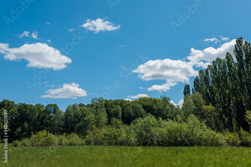 Glade with grass trees and bushes in summer with blue sky