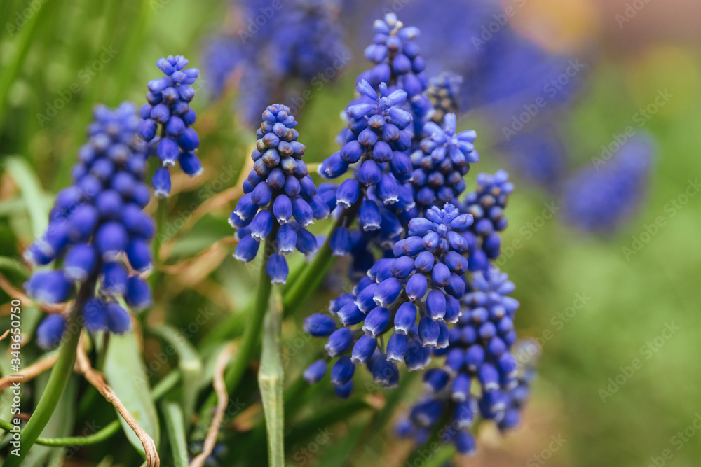 close up of blue hyacinth. muscari flower. close up of blue hyacinth. muscari flower.