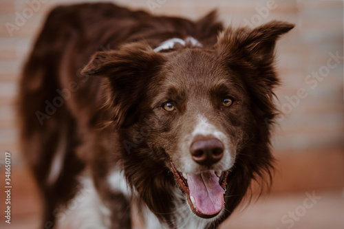 Border collie rosso agility dog obedience cane muso