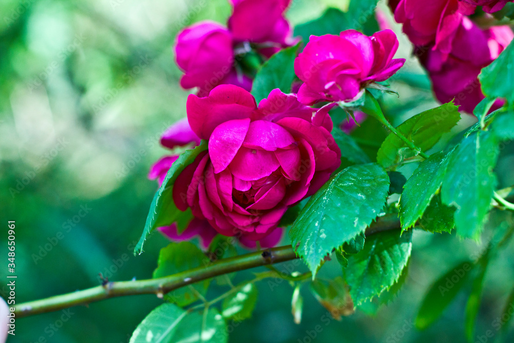 pink rose bush
