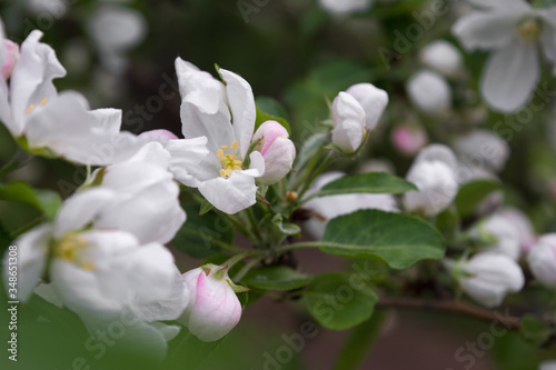 in spring in may the tree bloomed with delicate white Apple blossoms a small fragrant bouquet among the lush green foliage background